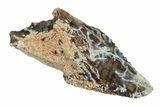 Hadrosaur (Lambeosaurus?) Tooth - Judith River Formation #260328-1